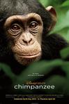 黑猩猩 Chimpanzee/