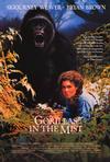 迷雾森林十八年 Gorillas in the Mist: The Story of Dian Fossey