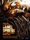 骆驼蜘蛛 Camel Spiders/