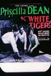 白虎 White Tiger